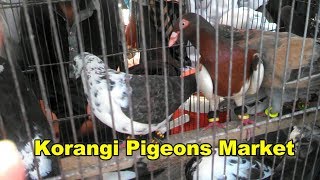 Guide To Korangi Birds Market || kabootar bazar..