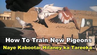 How to Train New Pigeons || kabootar ko hilaney ka tareeka...