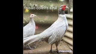 especies de faisões que gosto muito / aves e tudo mais