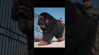 The Real Life Lion Dog! Meet the Tibetan Mastiff #shorts