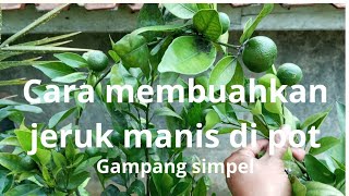 cara membuahkan jeruk manis di pot!! gampang simpel