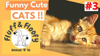 Cat 'eating' with CHOP STICKS & Puppy BITING a CAT'S EARS! Cute cats comp 3! #shorts