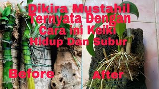 Keiki Anggrek yang Kurus dan Kecil 100% jadi Subur Dengan Ditempel di kayu