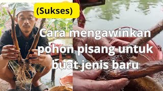 part2 (SUKSES) CARA MENGAWINKAN POHON (pokok)PISANG UNTUK  jadi JENIS pisang baru