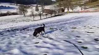 Houdini bei ihrer Pflegestelle