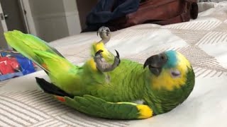 My Parrot Sleeps On His Back On Our Bed… This is How I Wake Him Up.