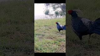 junglefowl #shorts #birds