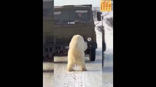 #Shorts funny animals, смешные животные