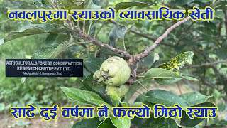 नवलपुरमा फल्याे मिठो स्याउ, पाँच बिघामा  स्याउकाे व्यावसायिक खेती #commercial  #cultivation  #Apple