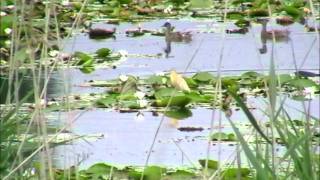 Crabier chevelu  ( Ardeola ralloides ) Lac du Der (France)