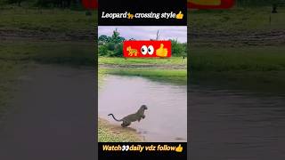 Leopard🐆crossed the river👍 | Leopard attack | cheetah attack | @Wildshikaari007