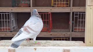 funny colour racing pigeon