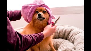 What's in Your Dog Grooming Products