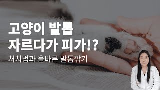 고양이 발톱 자르다가 피가 났어요! 응급처치와 발톱관리법