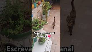 #viralvideo#gatofofo #cat#gatosfofos #gatosengracados #brasil#pet#animais #bichos #melhoresmomentos