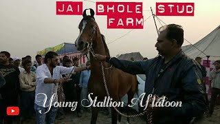 Young Stallion Aflatoon | Jai Bhole Stud Farm | Tigri Mela | Garh Ganga Horse Fair 2019