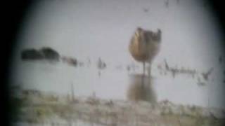 Bécasseau tacheté ( Calidris melanotos )