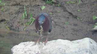 Green Heron