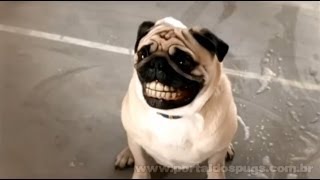 San Carlo più- Comercial de TV - Propaganda com Pug