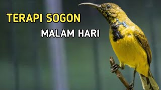 TERAPI SOGON MALAM HARI, TERAPI SOGON MALAS BUNYI