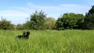 Spaniel run long grass