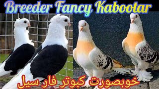 Best Breeder Fancy Pigeons For Sale | Fancy Kabootar For Sale 2022 | Khan Birds Collection