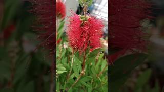 Do you know this flower? 🌸 #flowers #beautiful #plants #short #fyp