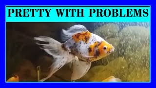 Episode 24 - The Many Problems With Specialty Fantail Goldfish.