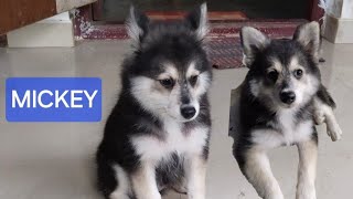 മിക്കിയുടെ സ്നേഹപ്രേകടനം🐶#dogs #doglover #mickey