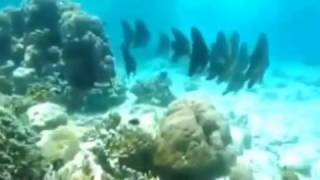 [GuestCamera] - The Best Way to Observe a Fish is to Become a Fish | Scuba Dive in Raja Ampat, Papua