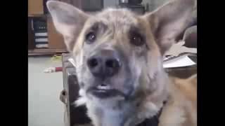 OMG 😳See Dog Speaks and giving Action Reactions to his Owner