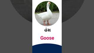 Goose meaning in Gujarati - English Dictionary