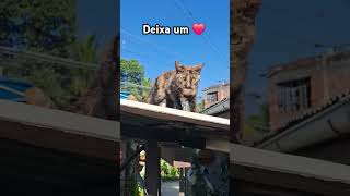 #yourcat#funny#pets #adote#animal #animalspecies #viralvideo #adoteumgato #gatos #edits #funnyvideo