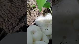 super white mushrooms! living in the farm