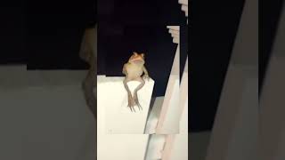 Frog chilling on a fence does a Backflip! See it To Believe It! #shorts #unbelievable #funny #frog