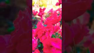 Flowers #shorts #short #youtubeshorts #shortsvideo #nature #subscribe #trending #instagram #reels