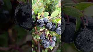 Blueberries in Mt. Apo