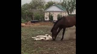 Friendship between a horse & a dog can be very strong. #animals #compassion