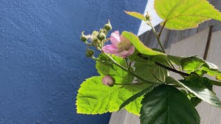 Fruits growing in june in my california garden 2023 #berries #gardening