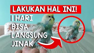 Cara Menjinakan Burung Parkit Liar