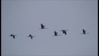 Grues cendrées (Grus grus) Lac du Der Septembre 2012