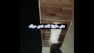 شدى حيلك هانت هههههههههههه كنت وقفتو جنبى يعنى هههههههههههه