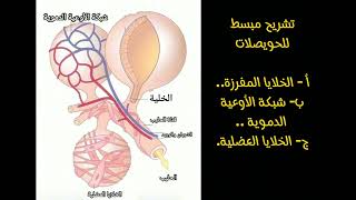 كيف يتم إفراز الحليب ؟ ..وكيف يحدث إلتهاب الضرع؟