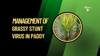 Management of Grassy Stunt Virus in Paddy