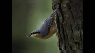 Der Kleiber mit seinem Gesang #vogelgesang #entspannung #birds #vogel