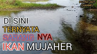 SARANG bibit ikan mujaher