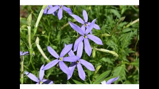 LAURENTIA (Isotoma axillaris)