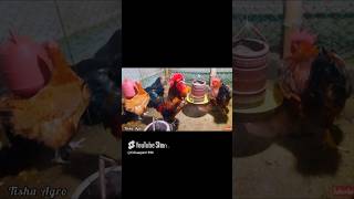 আমার টাইগার মোরগের ওজন কতো কেজি?💥 / Tiger chicken farming.