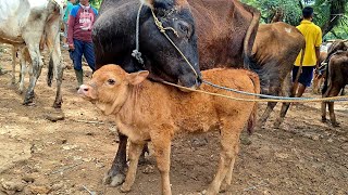 14500‼️BABON ANAK HARGA MURAH || Sepi Pembeli ,Pasar sapi jatirogo