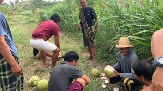 CARI KELAPA MUDA DI GUNUNG EBILOQ LOMBOK SELATAN